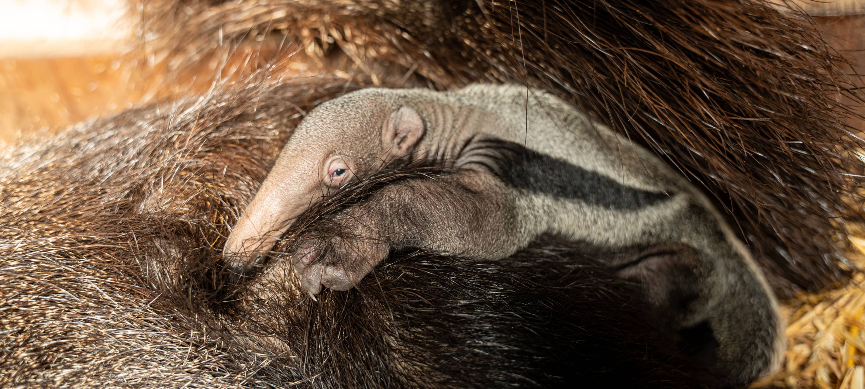 Nachwuchs im GaiaZOO: Großer Ameisenbär