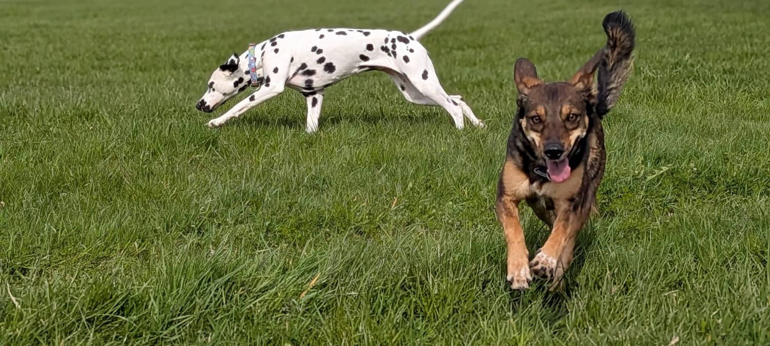 Alsdorf bekommt zwei Hundewiesen