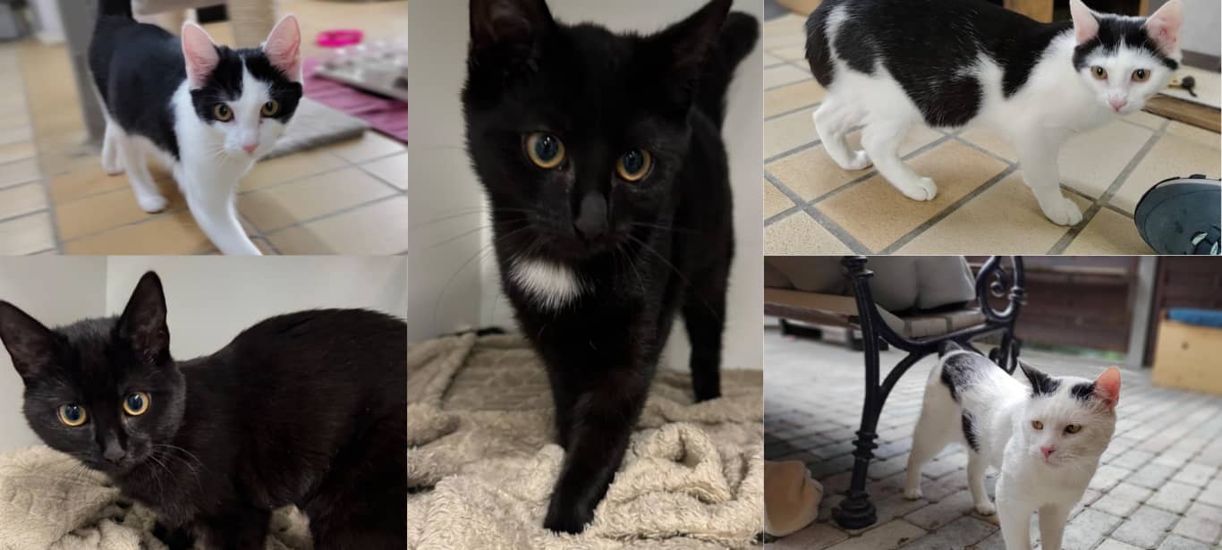 Mehrere Katzen in Würselen gefunden